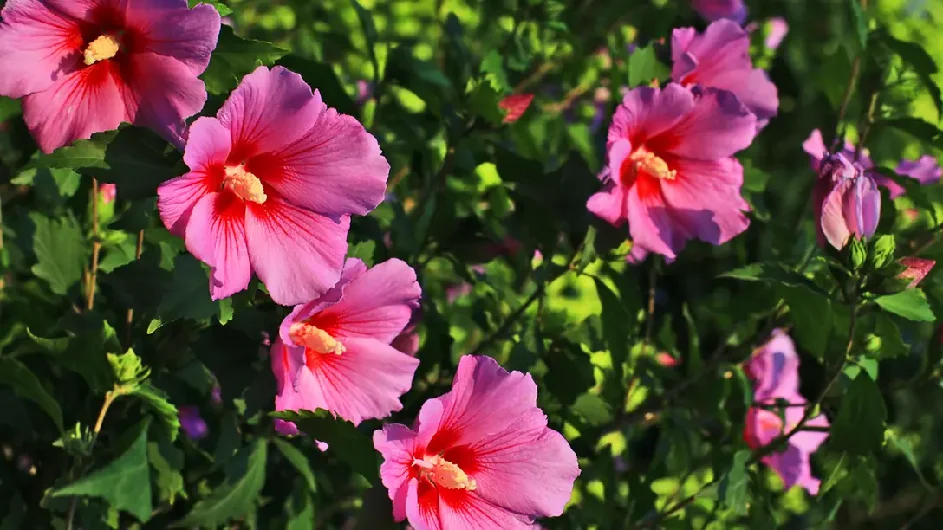 Random Hibiskus